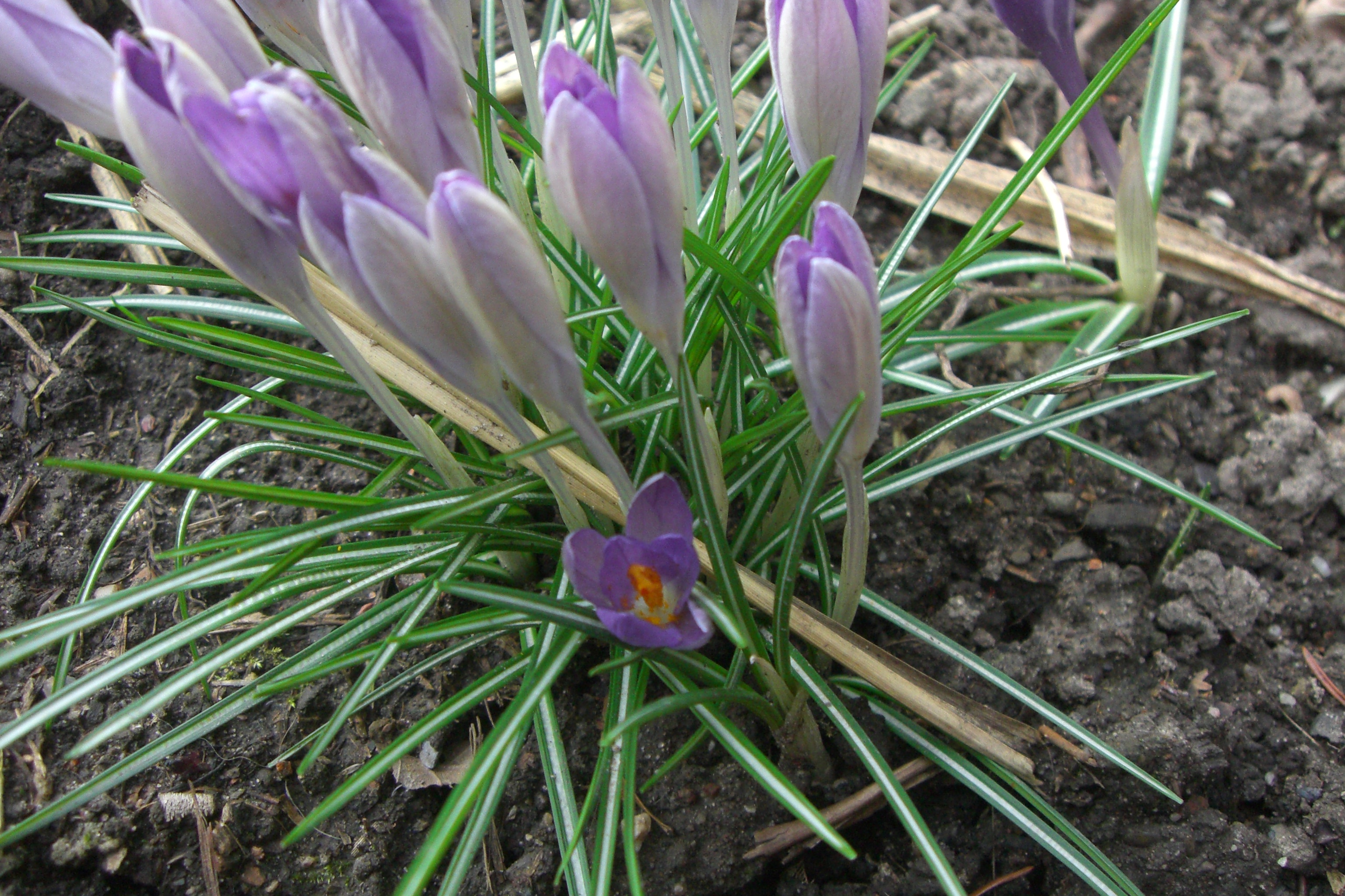 Mehr über den Artikel erfahren Frühling