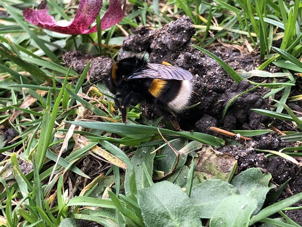 Mehr über den Artikel erfahren Die erste Hummel vor der Gruppe „Häuschen“