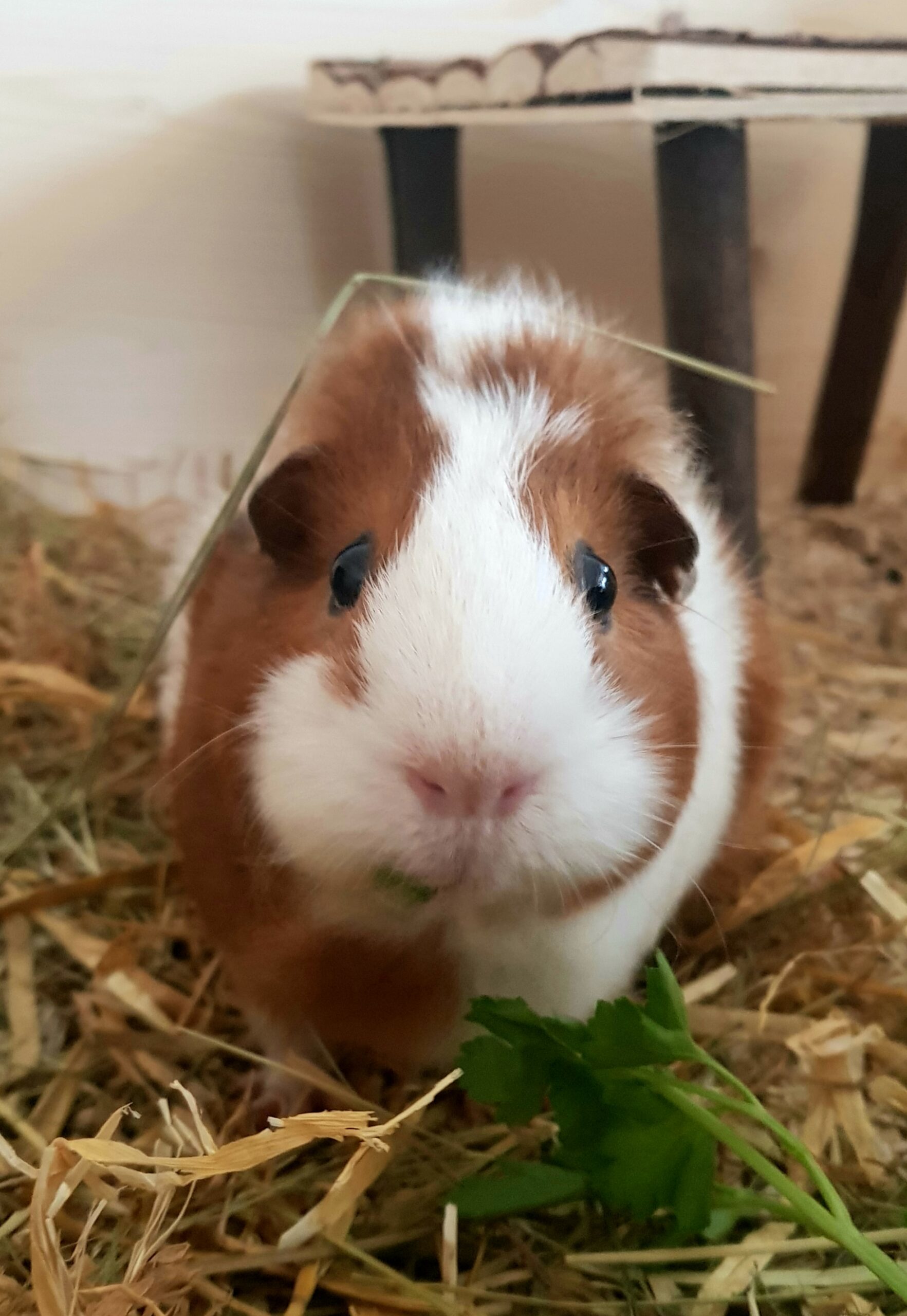 Mehr über den Artikel erfahren Meerschweinchen am Morgen vertreiben…