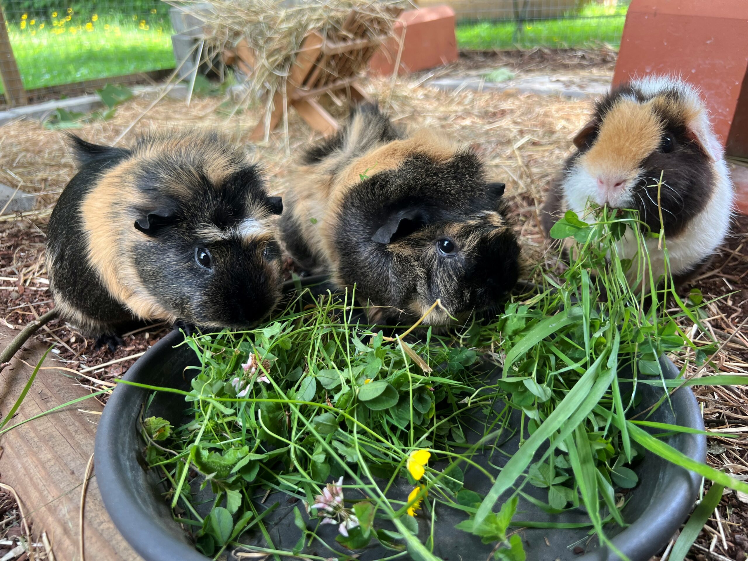 Mehr über den Artikel erfahren Unsere Meerschweinchen lieben frisch gezupftes Gras