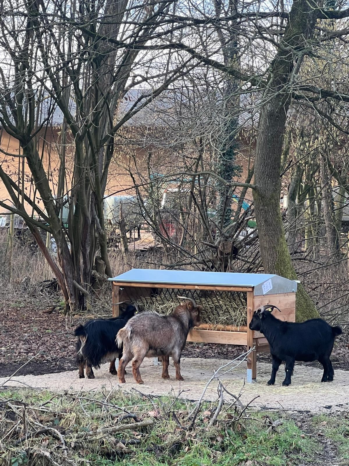 Du betrachtest gerade 🐐Eine neue Heu-Raufe für unsere Ziegen🐐