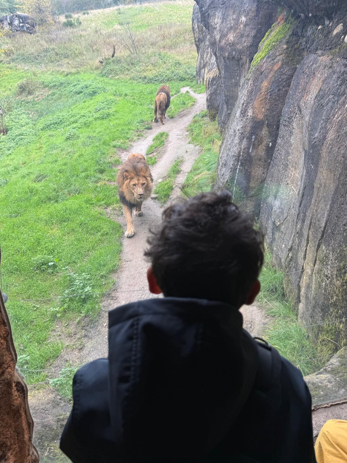 Du betrachtest gerade Ein tierisch schöner Tag im Wuppertaler Zoo🦁🐈